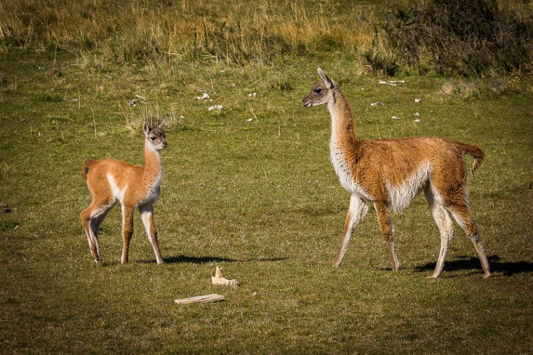 100 Torres Del Paine, guanaco.jpg